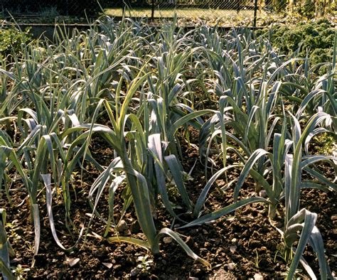 Leek | Culinary Uses, Growing Tips & Nutrition | Britannica