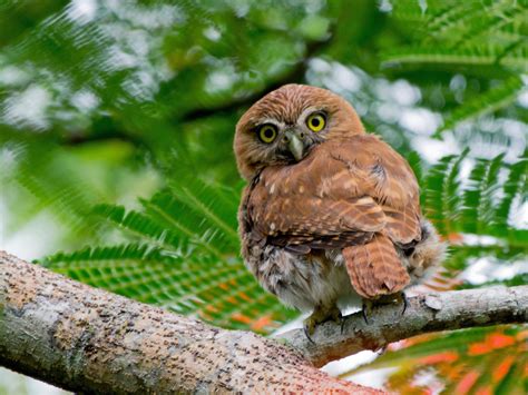 Ferruginous Pygmy-Owl - eBird