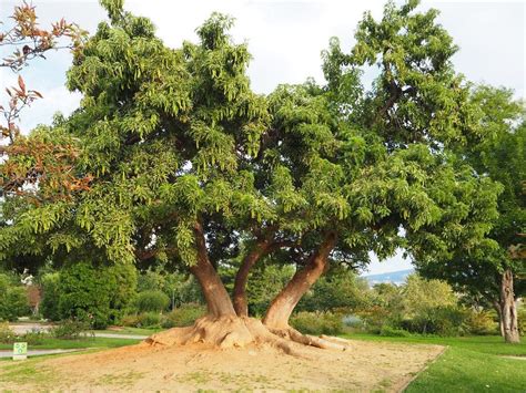 Ombù (Phytolacca dioica)