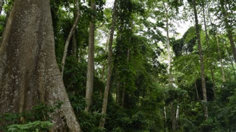 IDANRE FOREST RESERVE – Ondo State Ministry of Culture and Tourism