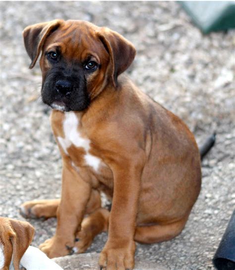 Boxer Puppy Cute Sad Face Free Stock Photo - Public Domain Pictures