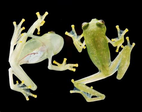 glass frog Amazon rain forest Photograph by Dirk Ercken