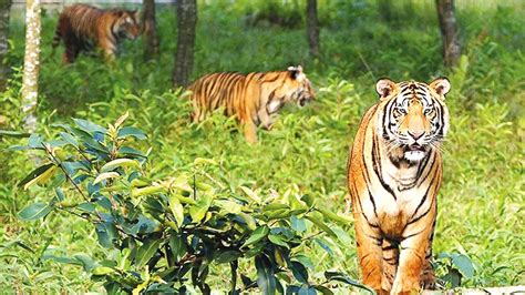 Sundarbans, The World's Largest Mangrove Forest