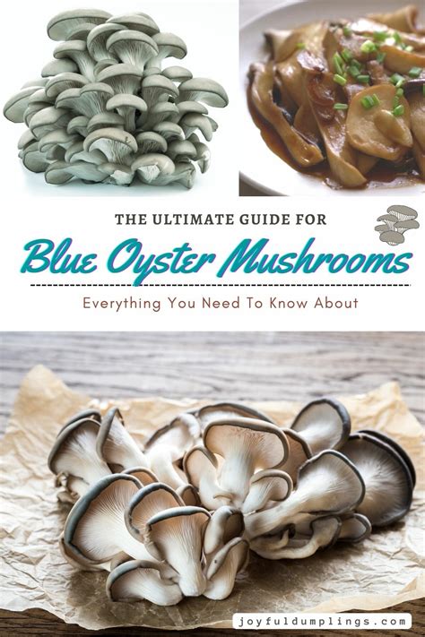 Blue Oyster Mushroom Recipes » Joyful Dumplings