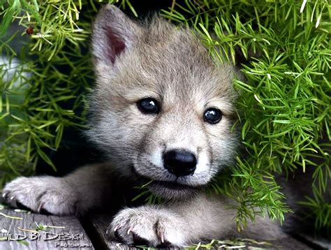 Spirit Wolf Pups Wallpapers - Wallpaper Cave