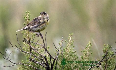 PhotosCanada.com Gallery :: Grasslands Birds, Canada - Canadian Wildlife Stock Photos ...