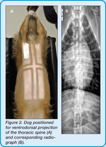 Small Animal Spinal Radiography Series: Thoracic Spine Radiography | Today's Veterinary Practice