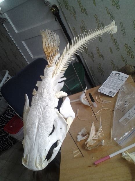 Armored Catfish Skeleton