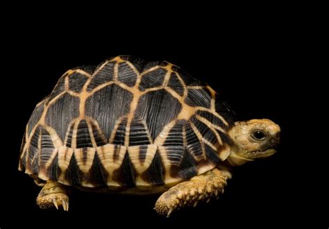 Picture of Burmese star tortoise at Atlanta Zoo (1102552) in 2020 ...