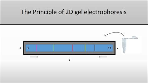 Principle Of Gel Electrophoresis