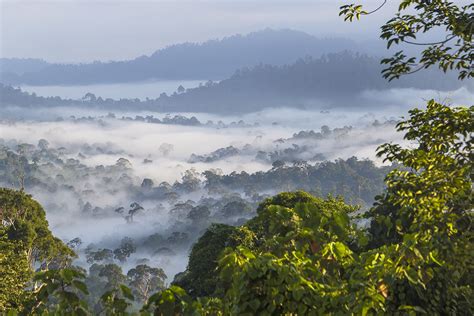 Top 10 largest rainforests in the world 2024 - BBC Science Focus Magazine