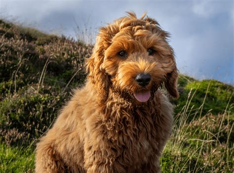 Cockapoo - Cocker Spaniel Toy Poodle Mix - Animal Corner