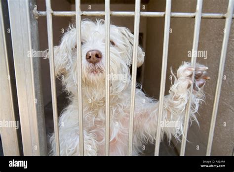 Pet adoption Animal Shelter Orange County California United States of ...