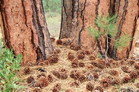 Will a Pine Cone Grow Into a Tree?