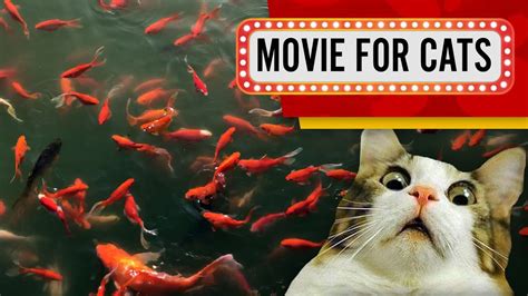 Movie for Cats - More Fish! (Videos for Cats to watch) 4K 60fps - YouTube