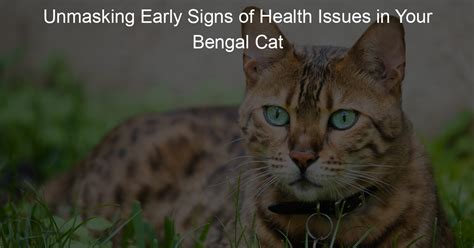 Unmasking Early Signs of Health Issues in Your Bengal Cat - My Wild Cat Life