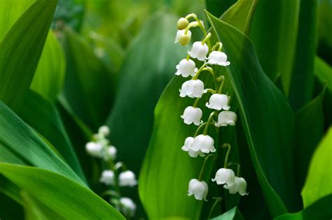 May Birth Flowers: Lily of the Valley and Hawthorn - SnapBlooms Blogs