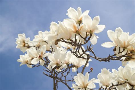 Magnolia Flower Facts and Care | Bouqs Blog