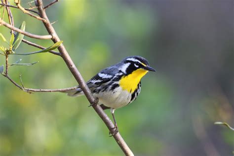 Photographicbirdlistomania: Yellow-throated Warbler (Setophaga dominica) - 04Oct2016 and 03Apr2017