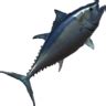 Small Bluefin Tuna - Shroud of the Avatar Wiki - SotA