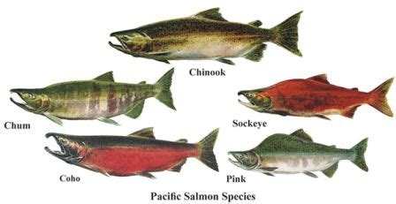 types of salmon, alaska salmon runs