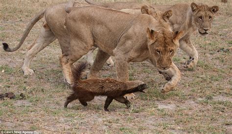 Honey badger fights back in battle against a pride of lions | Daily ...