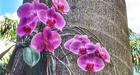 Orchids Facts: Enchanting Exquisite Flowers | Farmvina