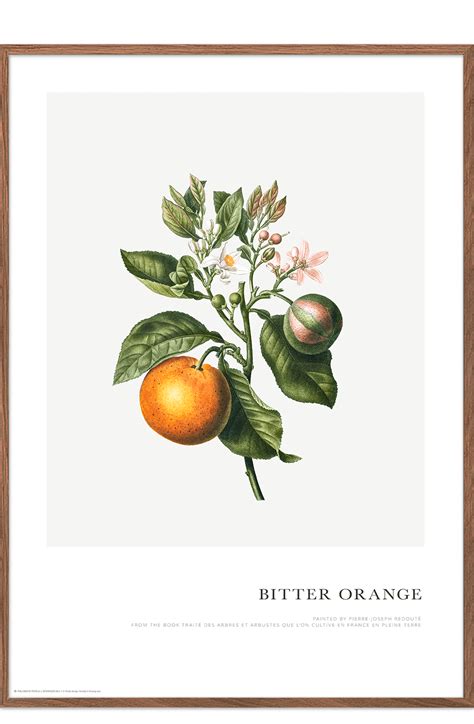 Poster. Orange branch - Posters - Permild & Rosengreen