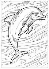 Dolphin Coloring Pages  Fun & Educational Printables For Kids sketch template