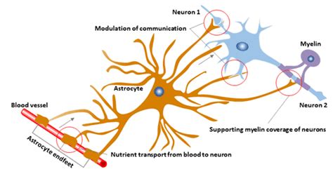 Glial Fibrillary Acidic Protein - Astrocyte Specific Marker - Cusabio