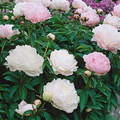 Peony 'Moonstone' | White Flower Farm