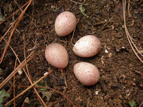 Jenny Wren eggs...found them when I cleaned out the wren box in the spring. | Egg | Pinterest | Wren