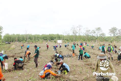 Perhutani Perhutani Gelar Penanaman Bersama Dengan Stakeholder di Tuban ...