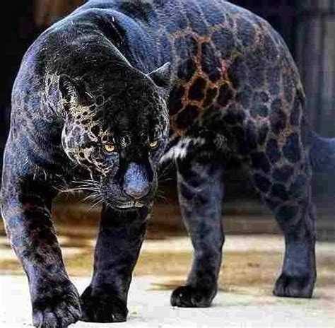 The Melanistic Black Jaguar !!! One of the rarest animal on planet ...