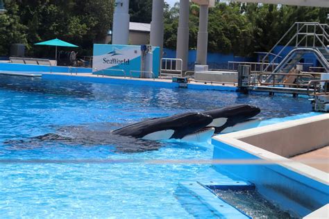 Dine with Orcas at Seaworld Orlando - What the Redhead said