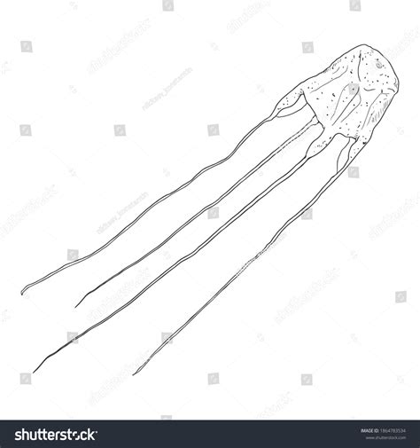 462 Box Jellyfish Stock Vectors, Images & Vector Art | Shutterstock