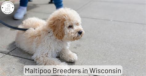 Maltipoo Breeders in Wisconsin | List Of 7 Local Breeders