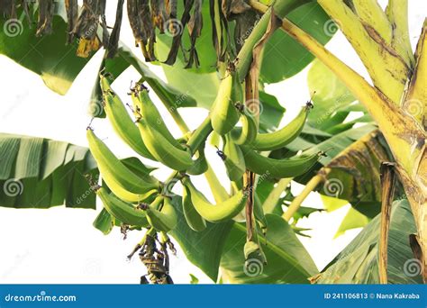 Fully Grown Plantain Plant Ready To Be Harvested Stock Image - Image of ...