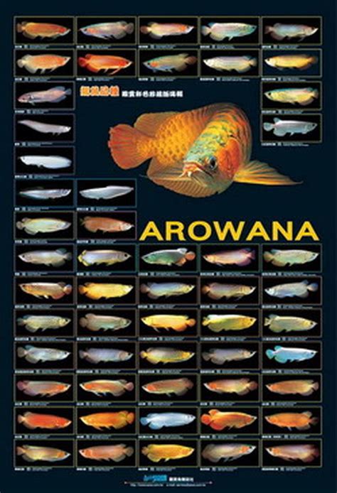 13+ Types Of Arowana, Paling Top!