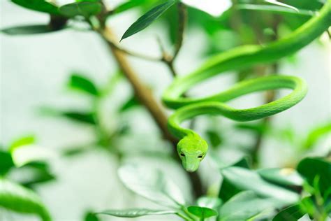 Asian Vine Snake - The Living Planet Aquarium