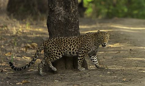 Remote Lands Hot Winter Pick: Madhya Pradesh for the Wildlife - Travelogues from Remote Lands