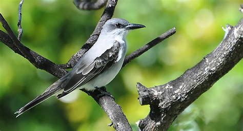 Gray Kingbird | Celebrate Urban Birds