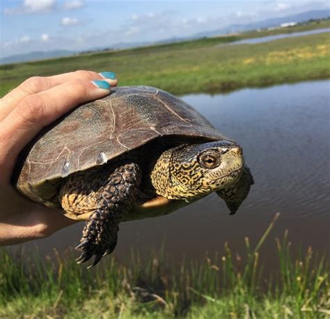 Western pond turtle | Solano Land Trust : Suisun City, CA