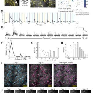 Longitudinal two-photon imaging tracks activity of neurons over weeks ...