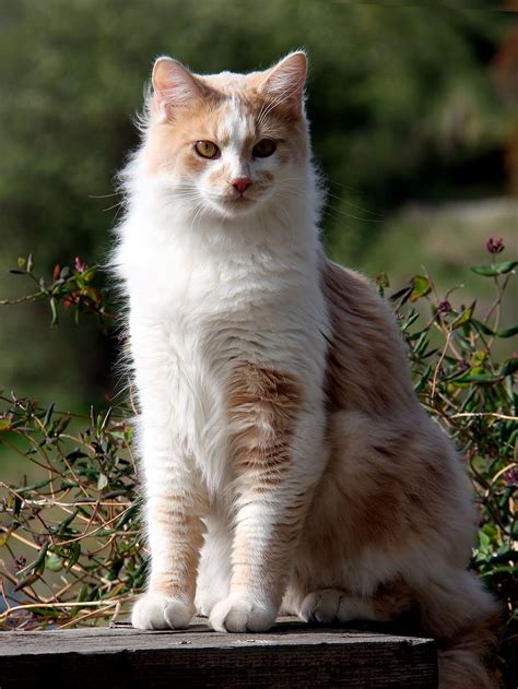 HD wallpaper: domestic longhair cat, domestic cat, long hair, tawny ...