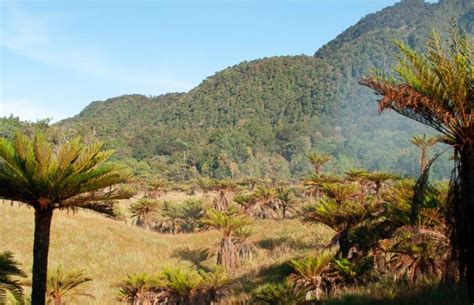 Studi: Papua, Pulau dengan Spesies Tumbuhan Paling Banyak di Dunia - Mongabay.co.id