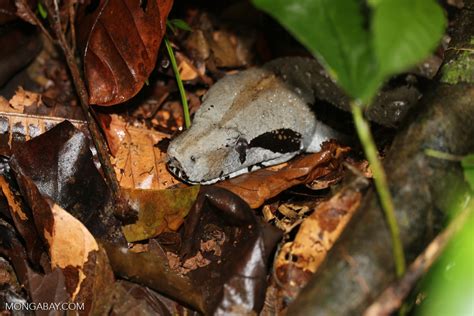 Un estudio responde: ¿Cómo matan las boas constrictoras a sus presas?