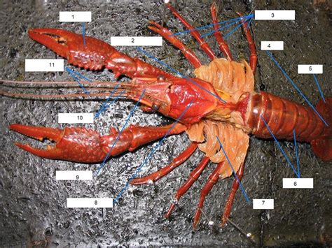 Crayfish dissection Diagram | Quizlet