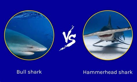 Bull Shark vs Hammerhead Shark: Key Differences - A-Z Animals