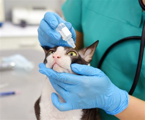 Conjunctivitis in Cats: Symptoms, Causes, Treatment and Home Remedies